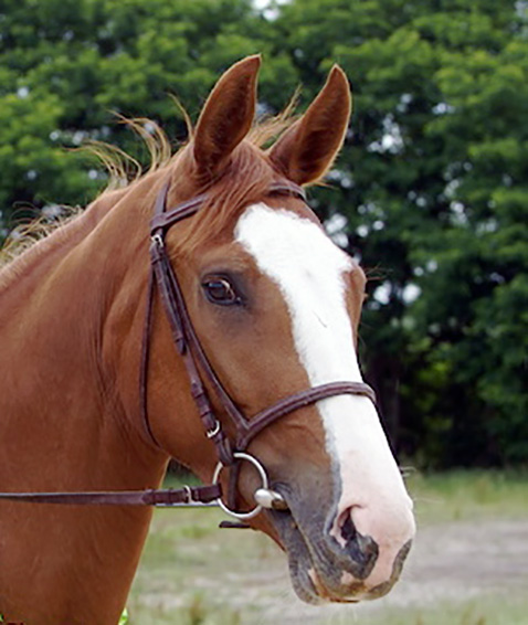 ostéopathie équine chevaux cheval angoulême charente 